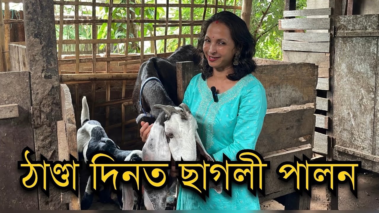 ঠাণ্ডা দিনত ছাগলী পালন।GOAT FARM IN WINTER। Goat Farming in Assam।Successful Goat farm। #goatfarming