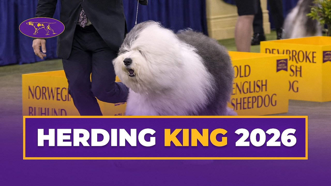 Graham the Old English Sheepdog Wins the Herding Group | Westminster Kennel Club 2026