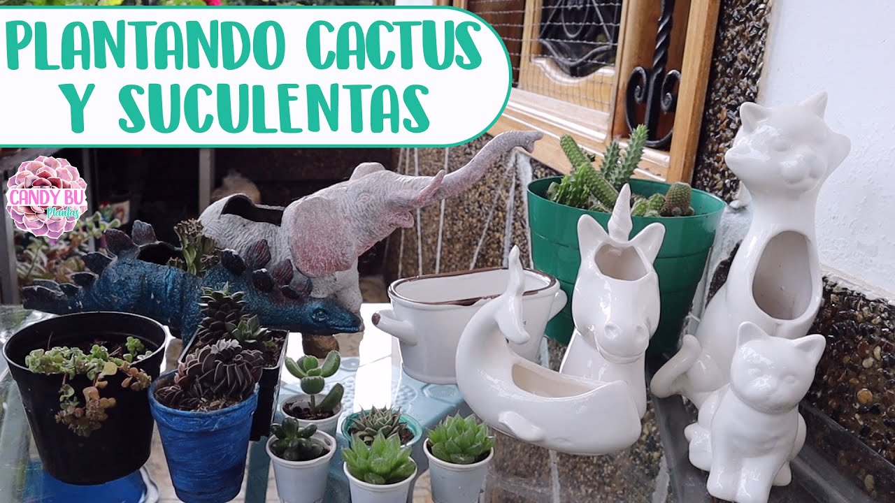 Plantando cactus y suculentas en macetas de animalitos│Candy Bu