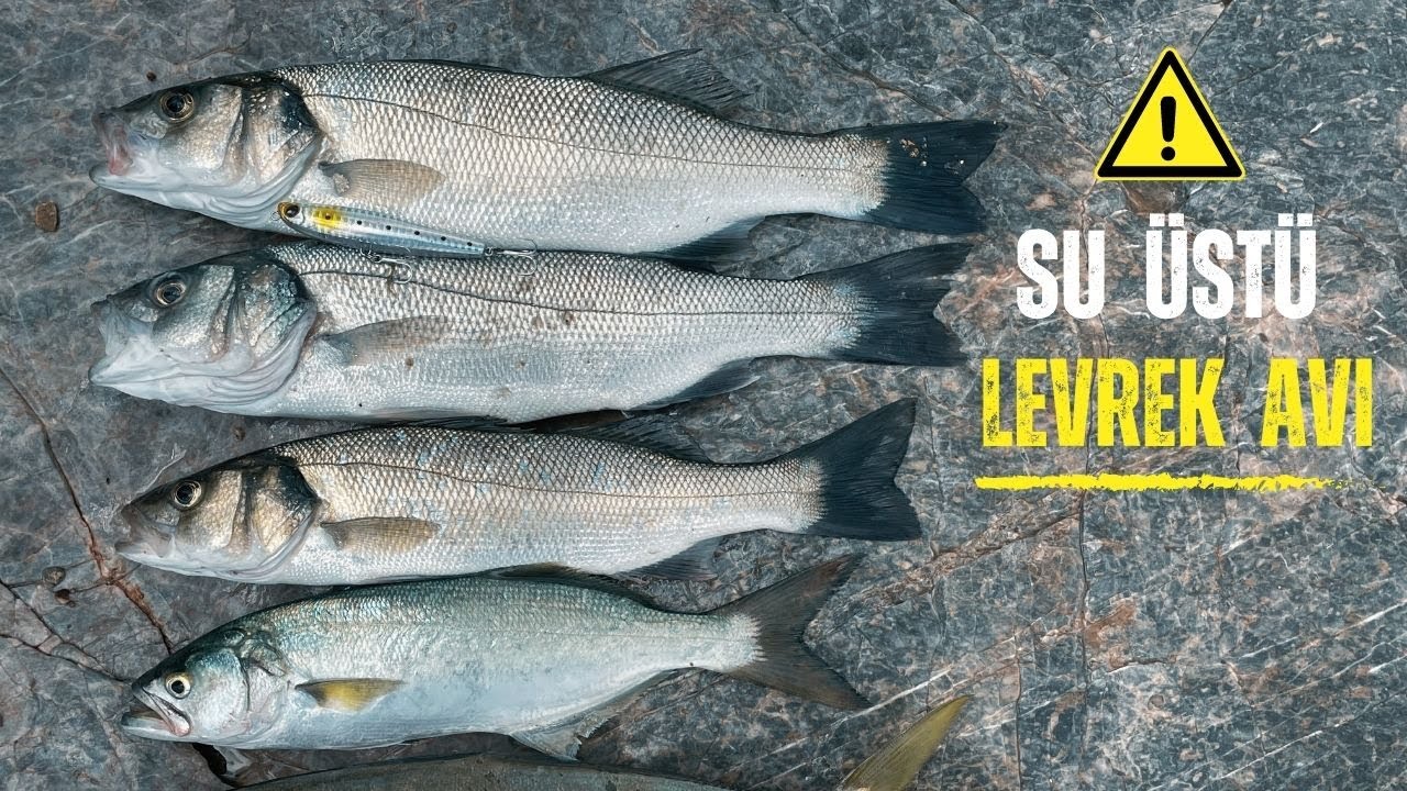 KIYIDAN LEVREK AVI !.. Su Üstü Levrekleri - Öğlen Levrek Lüfer Avı - At Çek Spin Balık Avı Lrf Takım