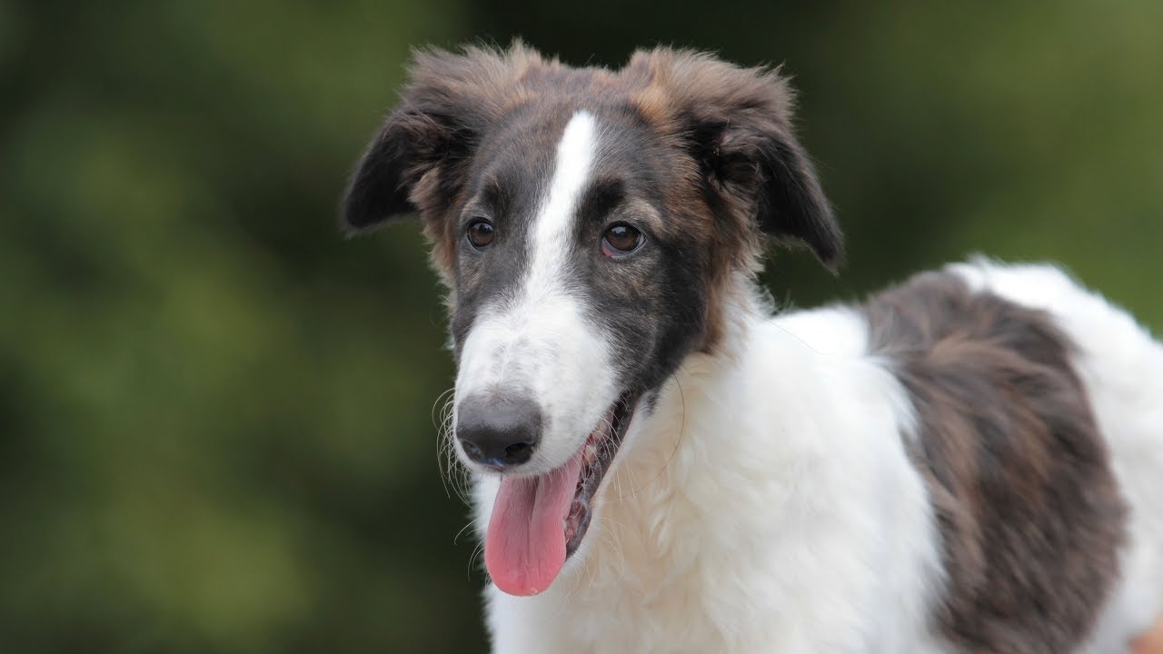 Puppy Dental Examination and Common Dental Problems