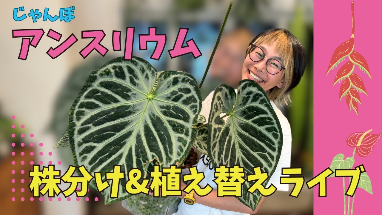 じゃんぼアンスリウム株分け&植え替え LIVE✨