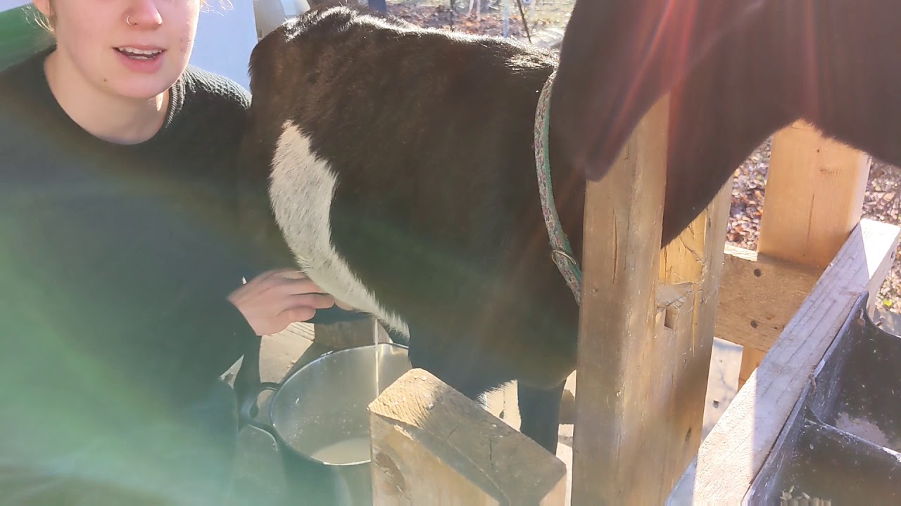 Milking Routine: Mini Nubian Goats