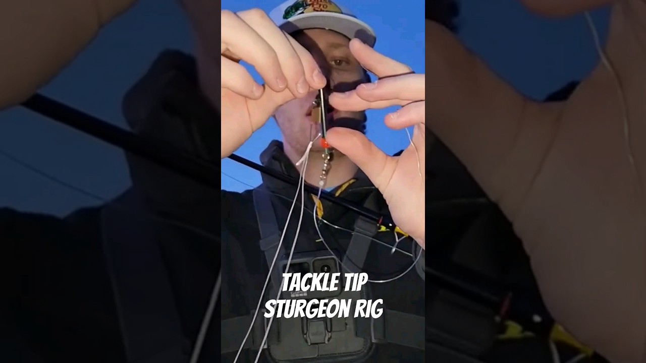 Sturgeon Tackle Tip of the Day! #shorts #fishing #fishinggear #sturgeon #tackle #tackletips