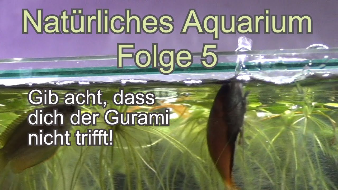 Natur Aquarium Folge 5 - REUPLOAD - (Tag 50) Gurami spuckt