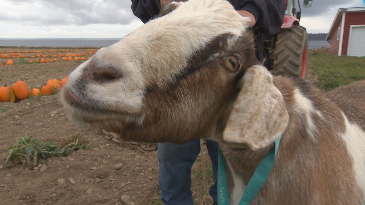 He’s a running star, but Carolyn Stokes got to feed him Cheezies. Meet Joshua the goat