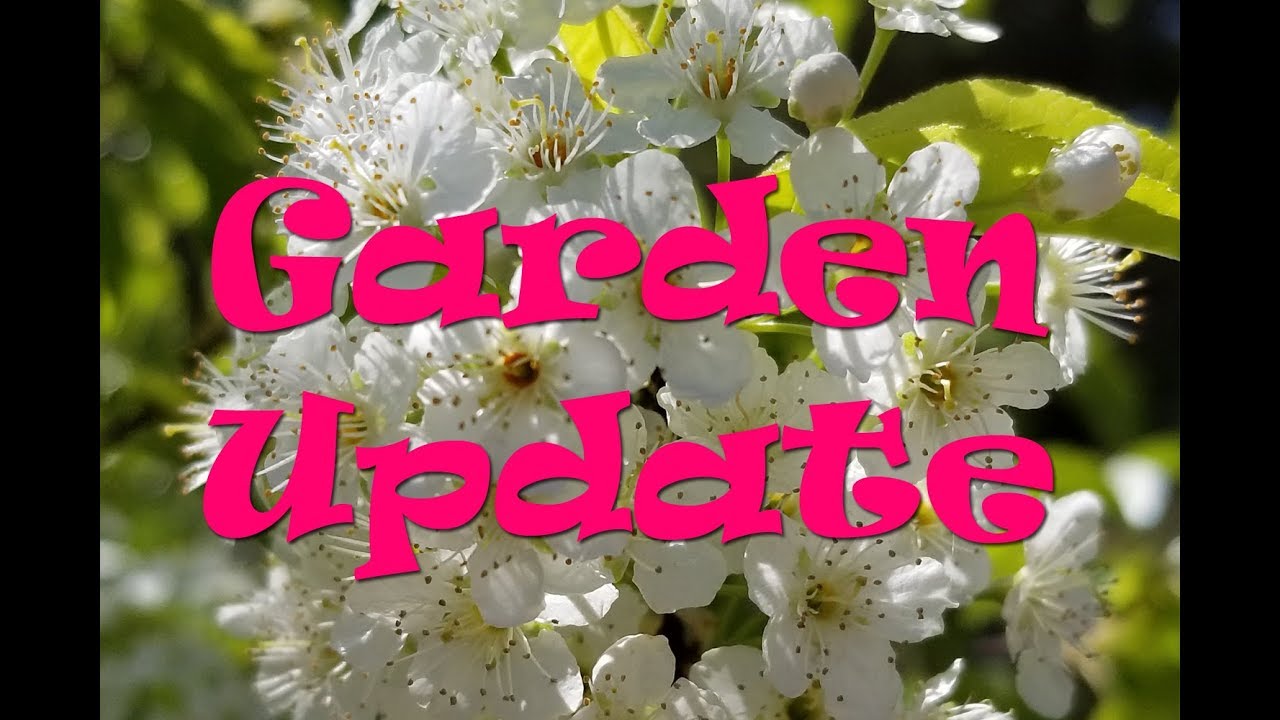 Garden Update May 18th ~ Homestead Corner