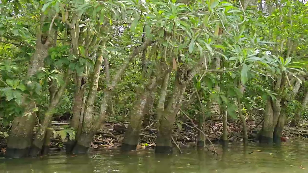 Mangrove forest Poovar backwater @Kerala 
