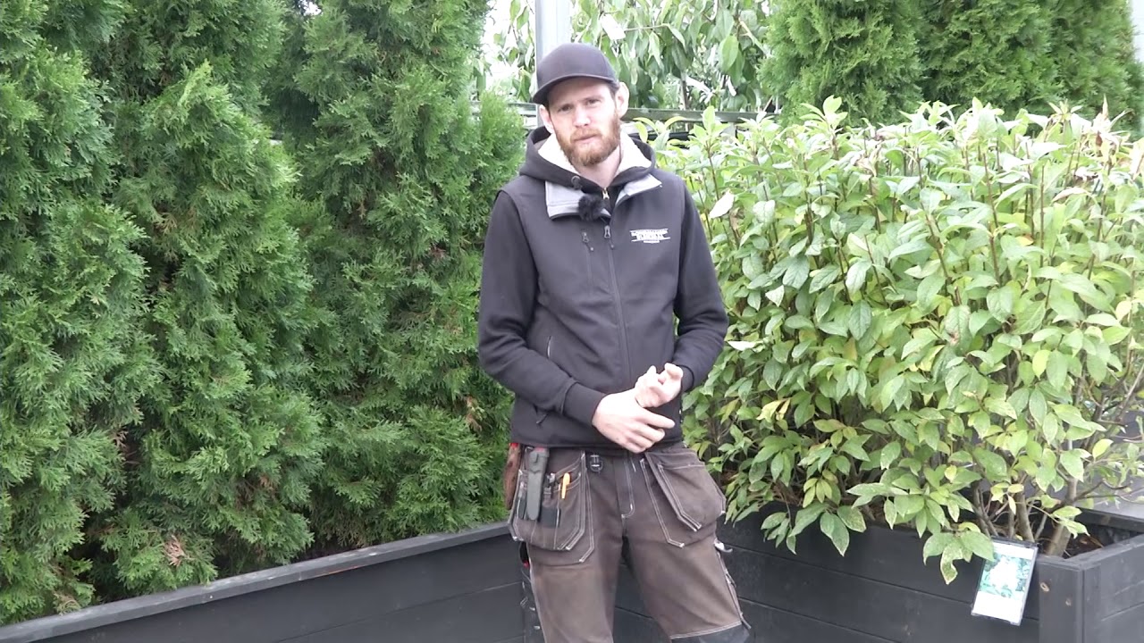 Slottsträdgården Ulriksdal: Bästa häcken för din trädgård