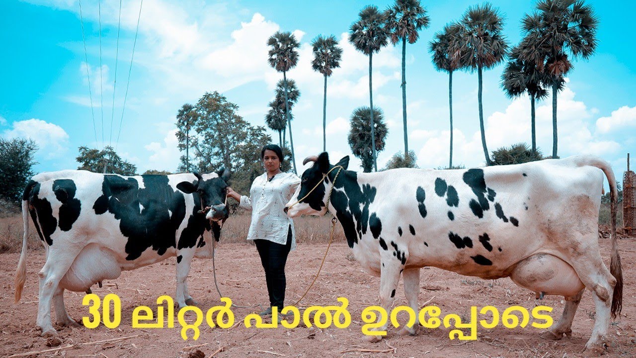 30 ലിറ്റർ പാൽ തരുന്ന പശുക്കൾ വിലക്കുറവിൽ #dairyfarming #cow