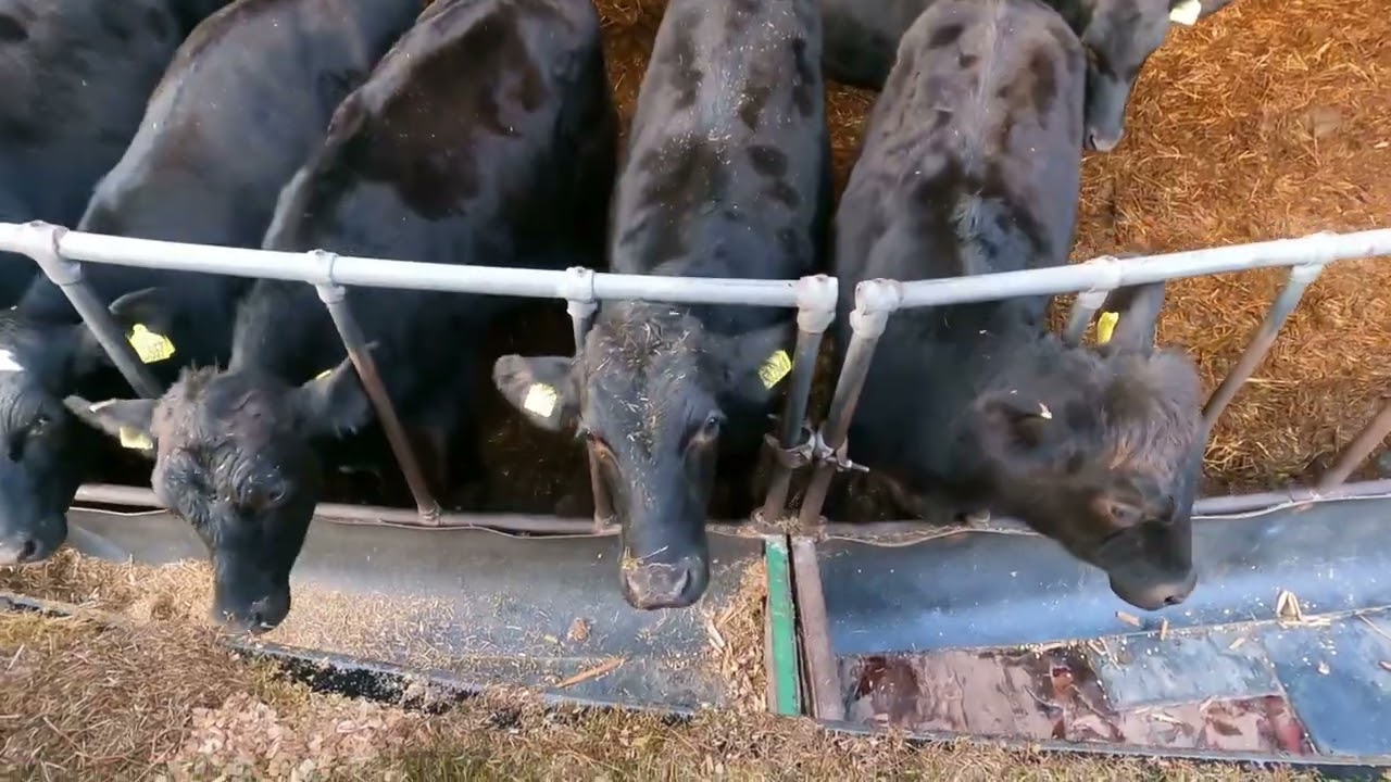 Farm Chores  - Complete Series 🚜🐄 #farming #tractor #farmer #farm #uk #kramer #merlo #fendt #agri