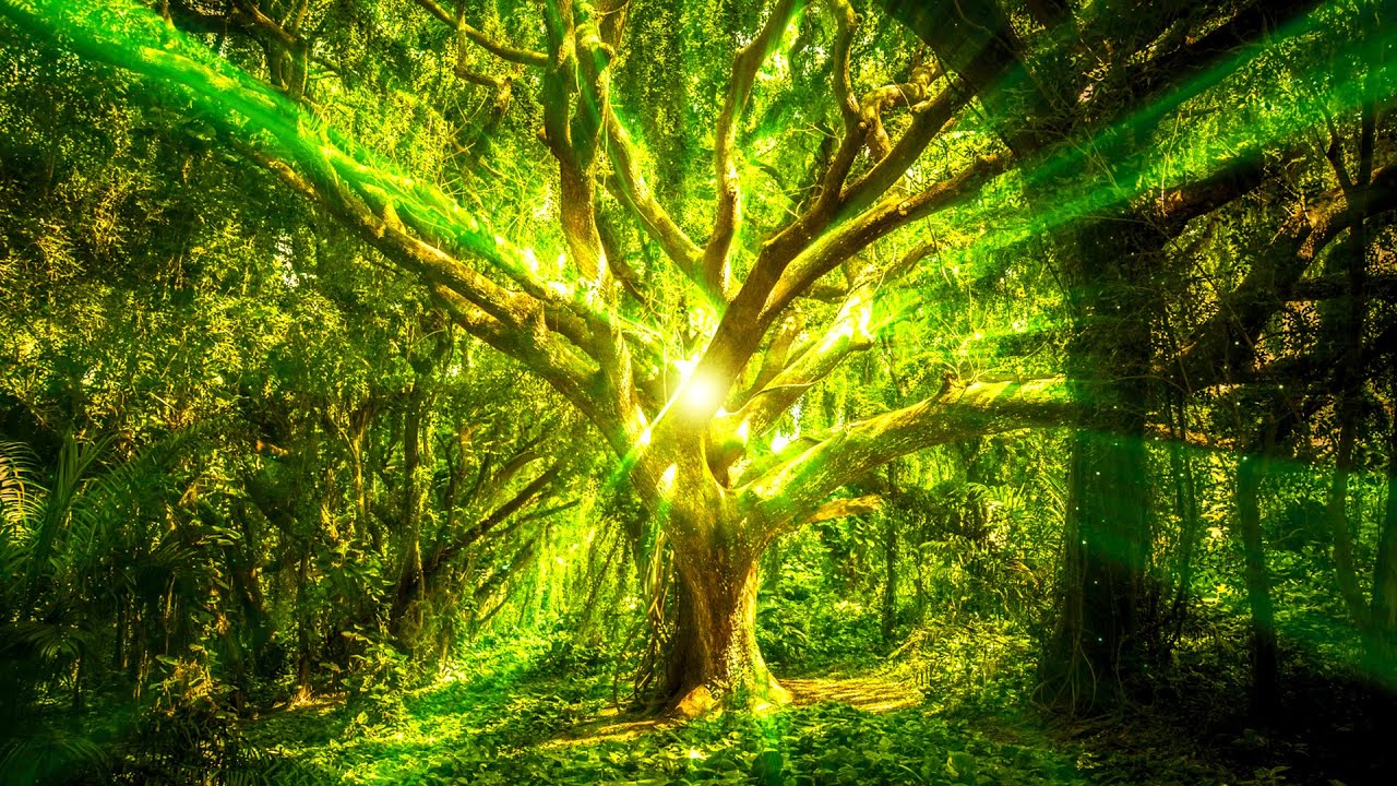 🌎 174Hz — MEDITATIVE 🌲 FOREST  ▲  Grounding & Safety  ▲  Pain Relief  ▲  Nature Sounds Music