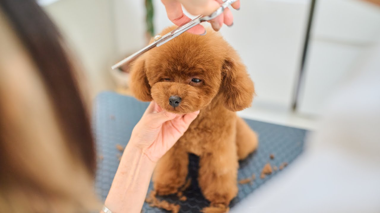 ボサボサのトイプードルが、まるでぬいぐるみのように変身
