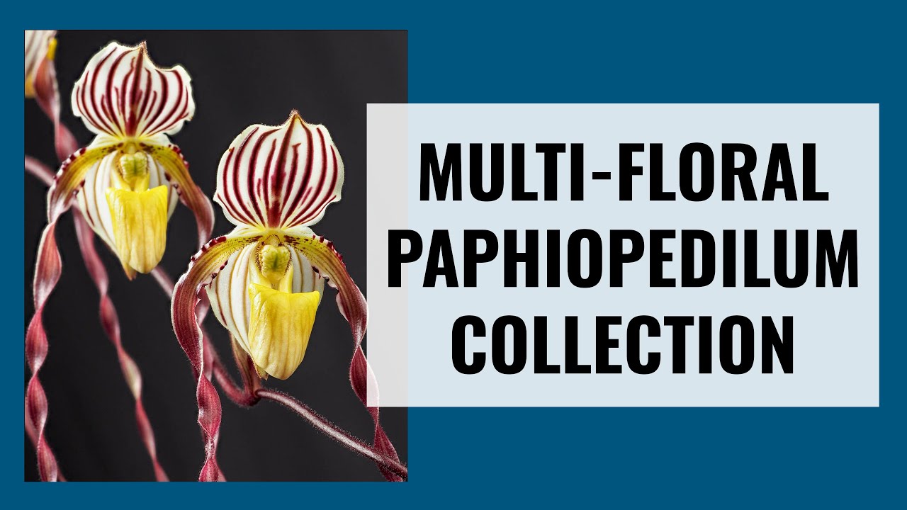 Paphiopedilum Orchids with Multiple Flowers - How I Take Care of Multi-Floral Slipper Orchids