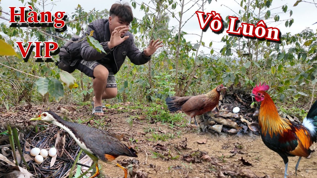 Lụm Ổ Gà Rừng Đầu Mùa Và Tổ Chim Quốc | Dân Tộc Tây Bắc Tv