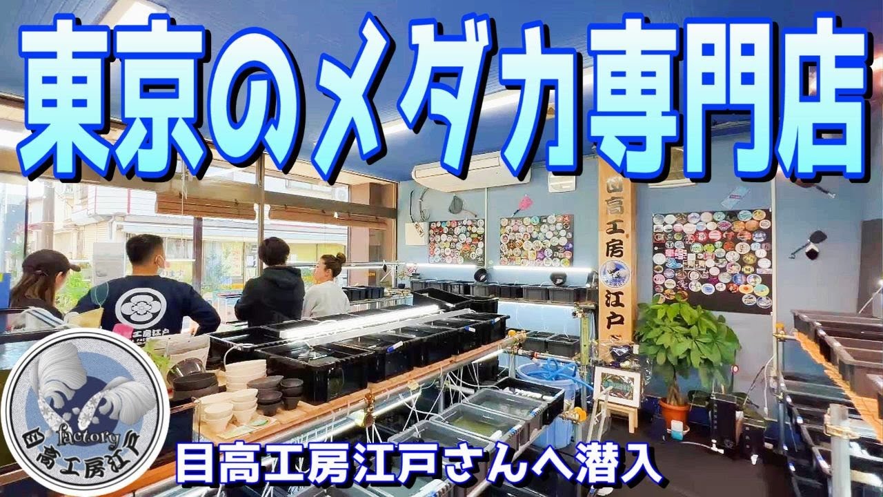 【めだか】東京にあるメダカ屋さんは有名ブリーダーさんのメダカが購入できる専門店だった（とても珍しいメダカ専門店のご紹介）