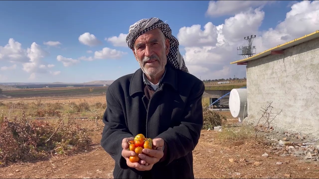 Urfa’da yetişen bej domates (susuz domates) 