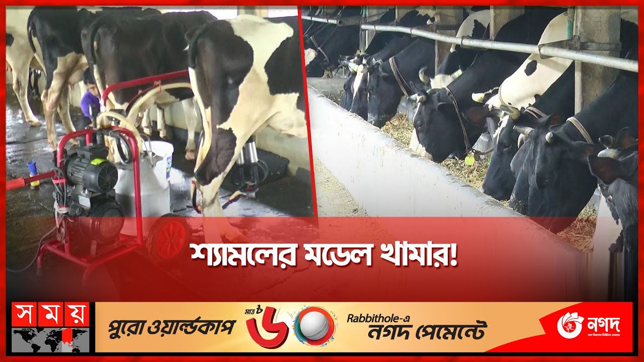 ৪টি গরু থেকে এখন ৩০০টির খামার | Dairy Farm in Dinajpur | Model Farm | Somoy TV