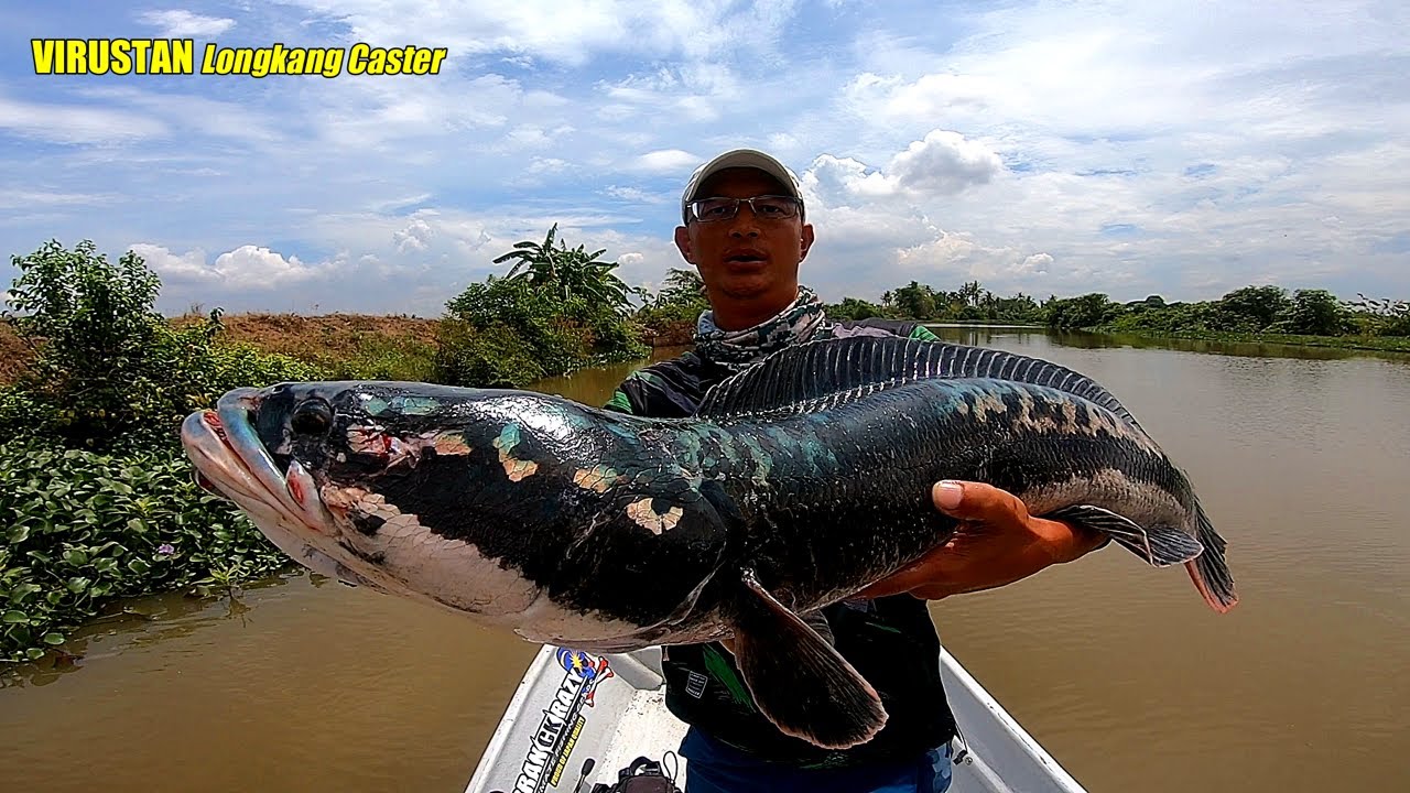 Record Peribadi Toman Terbesar / MAMA Toman Sungai Kedah 13.5lbs