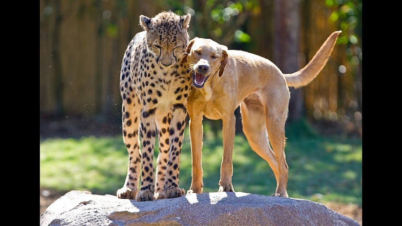 Cheetah and dog friends celebrate anniversary together at Busch Gardens Tampa