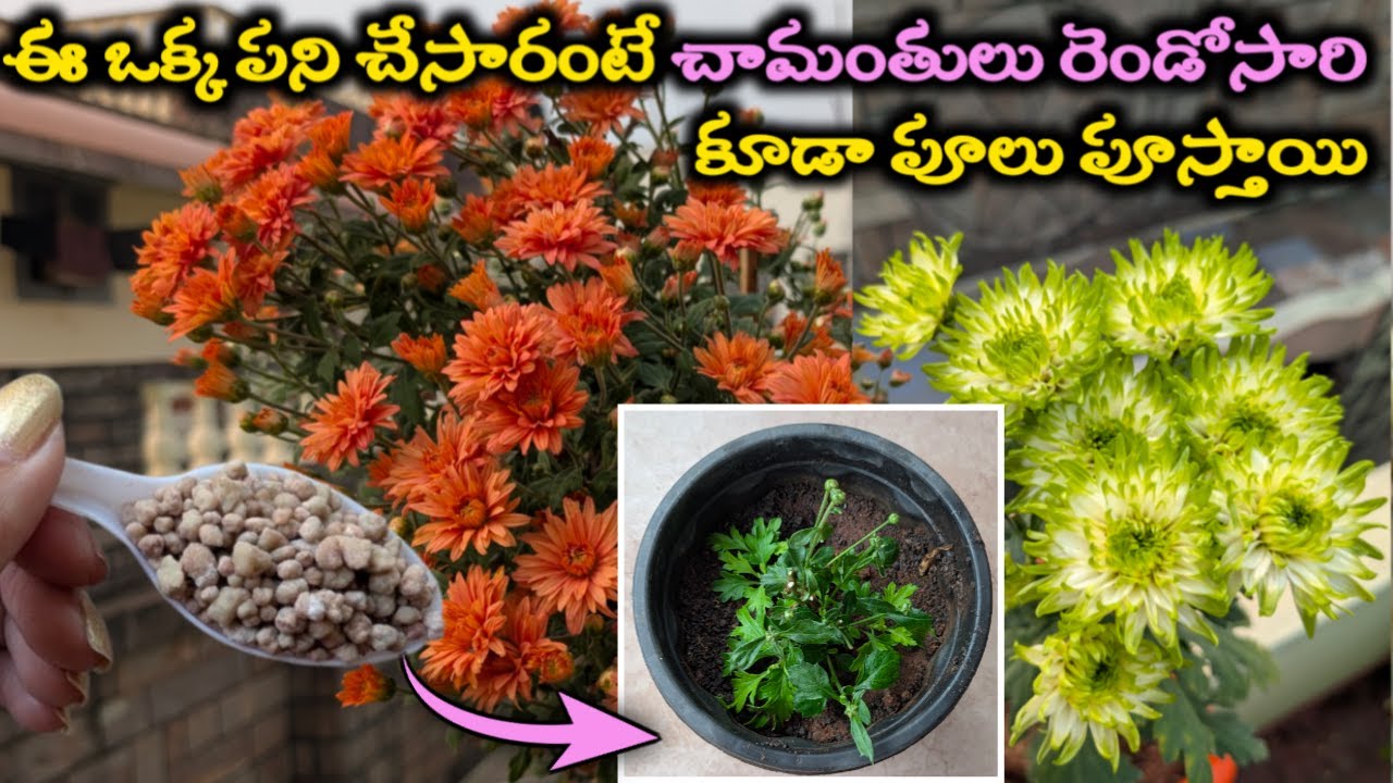 చామంతి మొక్క గుబురుగా పెరిగి చిన్న కుండీలలో పువ్వులతో నిండిపోవటానికి ఈ Fertilizer ఇవ్వండి #chamanthi