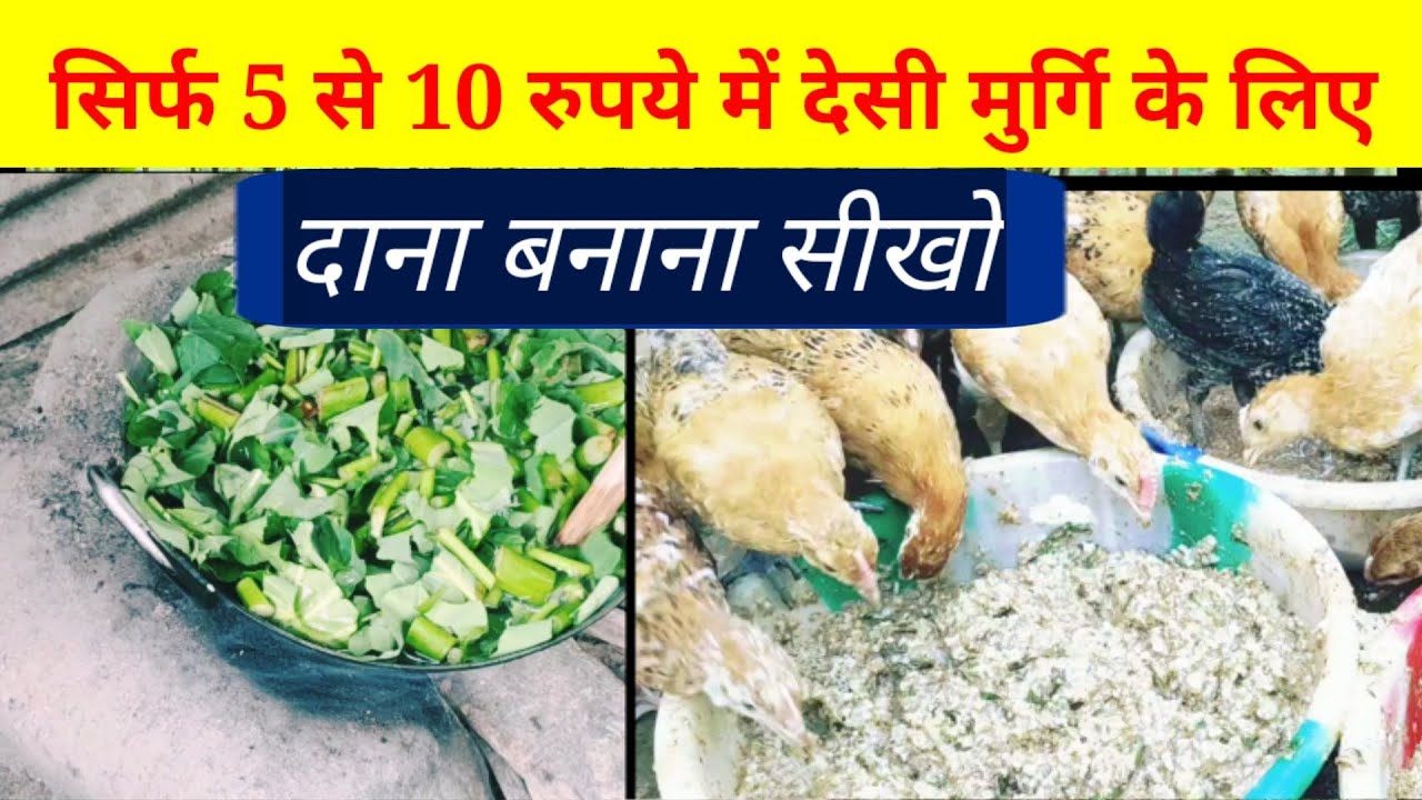 सिर्फ 5 से 10 रुपये में देसी मुर्गियों के लिया दाना बनान सीखो(Local chicken farming)