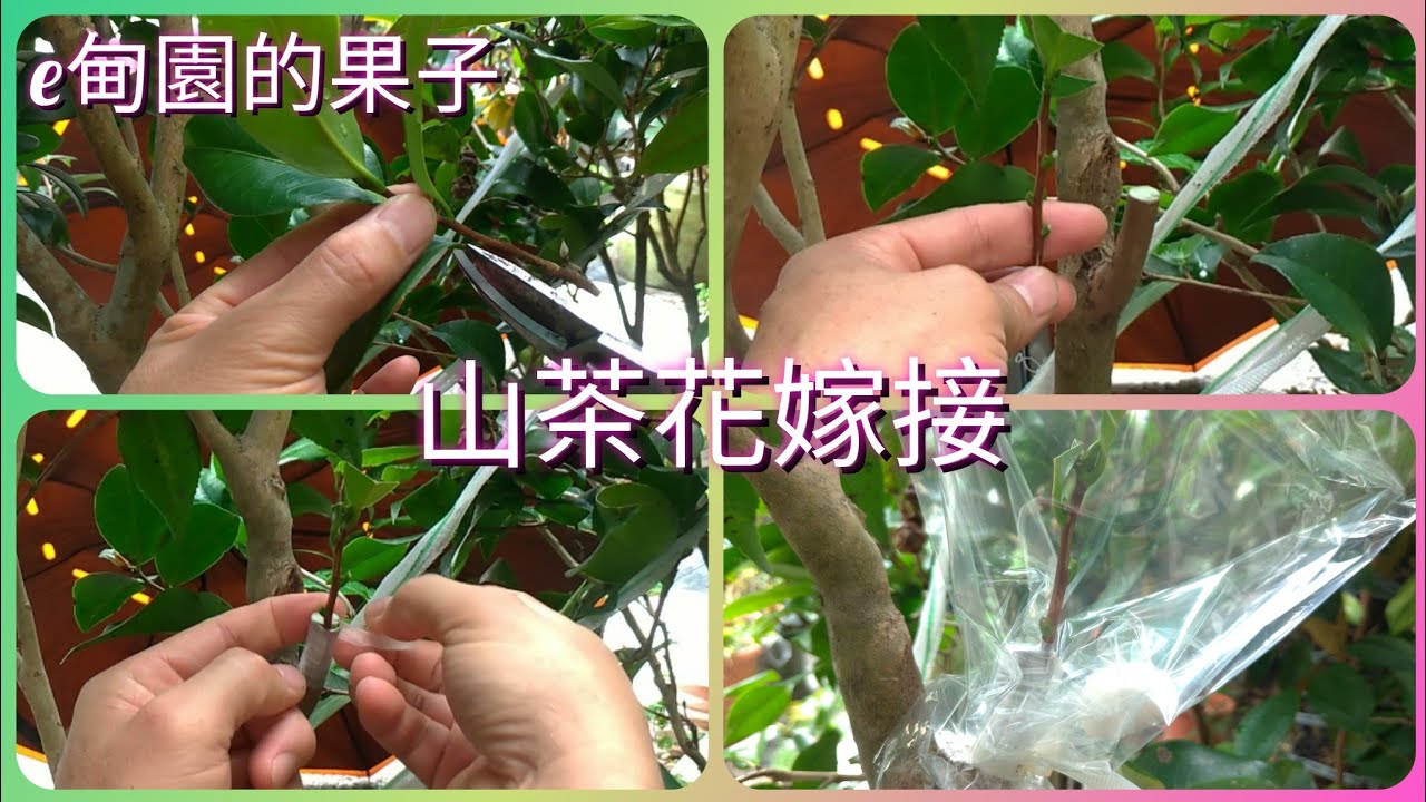 簡單的「山茶花」嫁接過程分享 。2022年6月25日