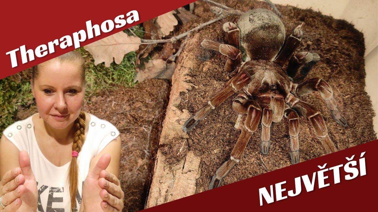 Největ&scaron;&iacute; z největ&scaron;&iacute;ch - skl&iacute;pkani rod Theraphosa: AW #arachnoparkworld