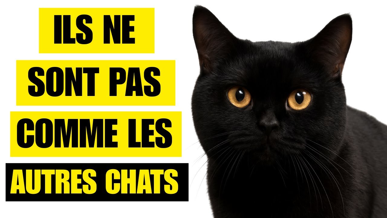 Ces 9 Faits Fascinants Sur Les Chats Noirs Vont Vous Étonner