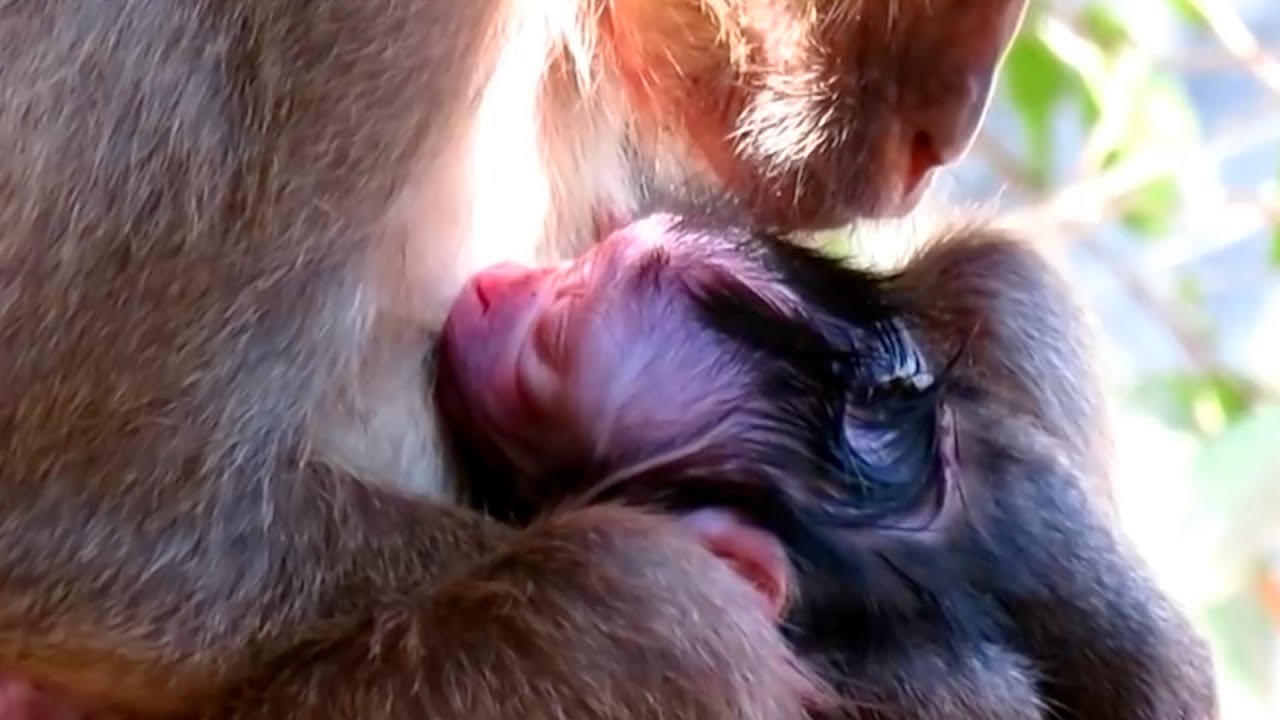 Sweet and Peaceful Moments of a Newborn Baby Monkey’s First Days