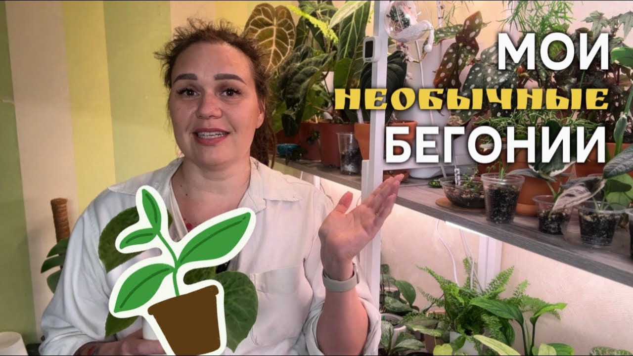 Мои НЕОБЫЧНЫЕ бегонии. Часть коллекции растений