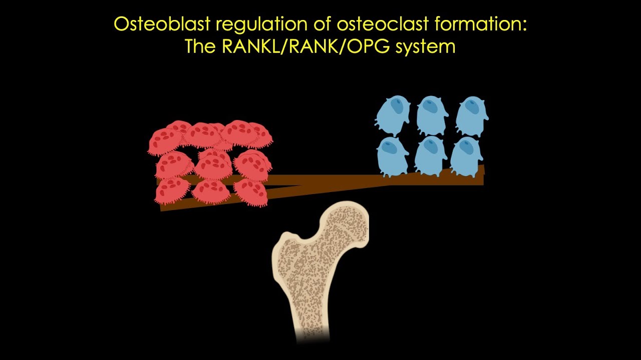 The RANKL/RANK/OPG system in bone [CC]