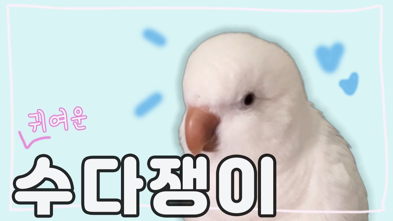 [러블리다다즈] 귀여운 수다쟁이 앵무새 이다복