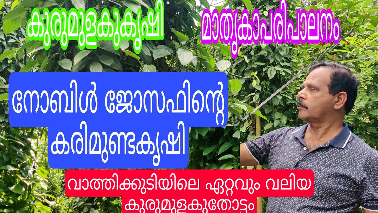 Big Pepper plantation#farming#antony muniyara vlogs