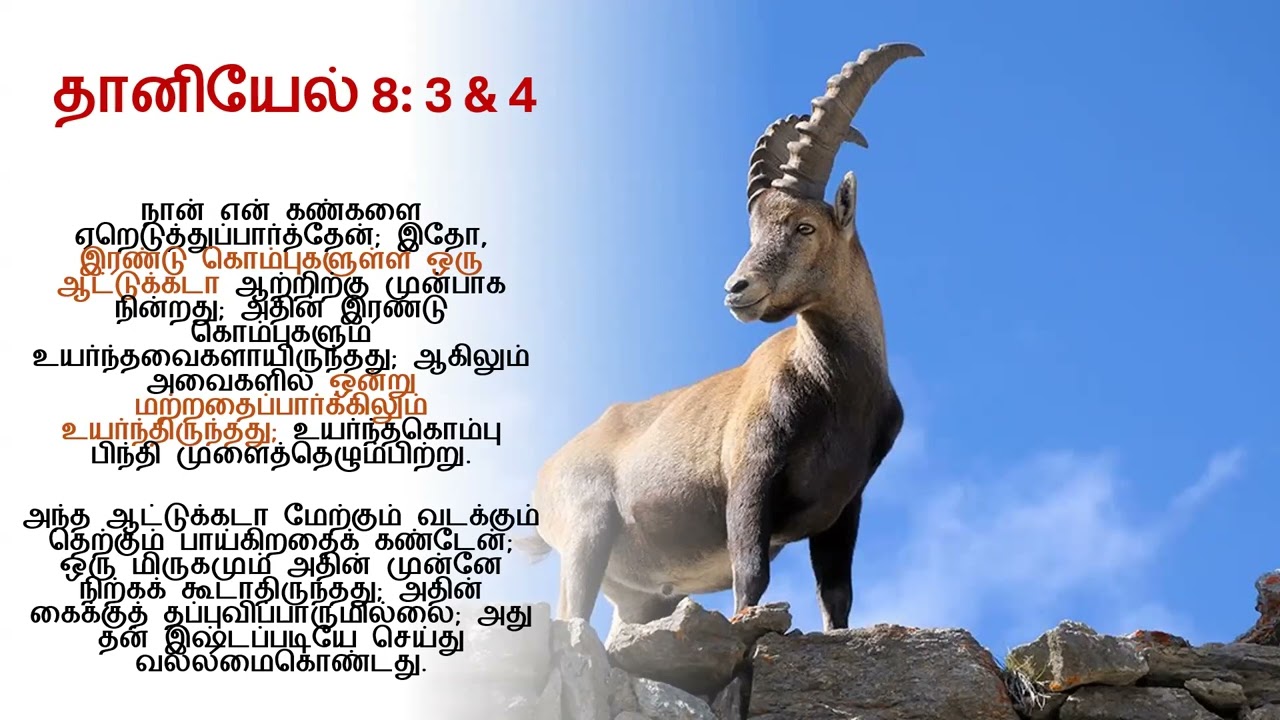 ஆட்டுக்கடா & வெள்ளாட்டுக்கடா