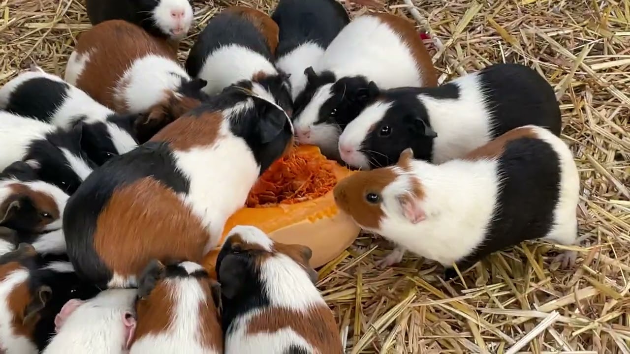 Guinea pigs , Guinea pigs , more Guinea pigs excellent