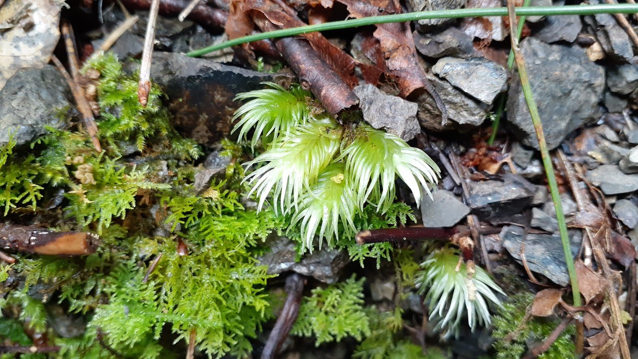 里山で苔散策！