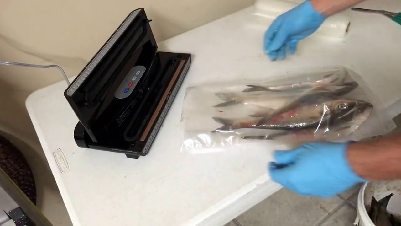 Vacuum packing skipjack for catfishing. How I do it.
