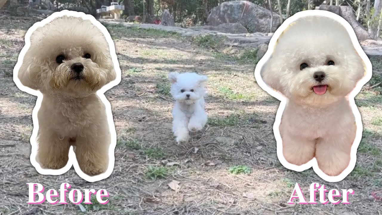 「新手養狗」寵物美容洗澡教學篇 🛁✂️  #bichonfrise #寵物美容 #比熊犬 #小比熊