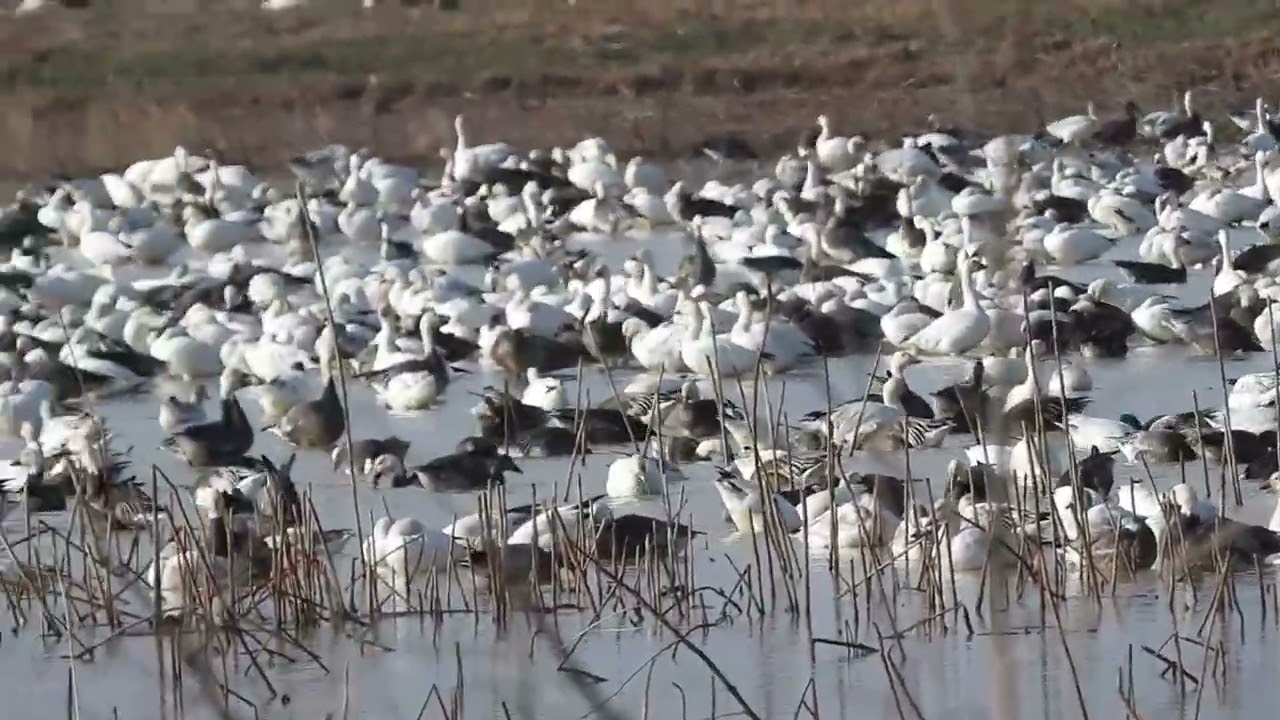 Snow geese during migration