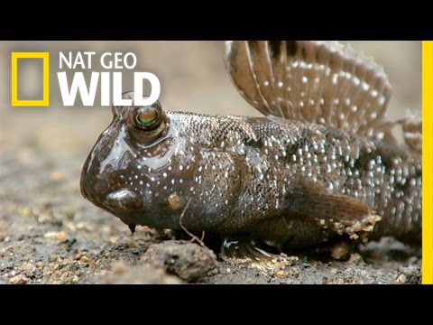 A Mudskipper Battle | South Africa