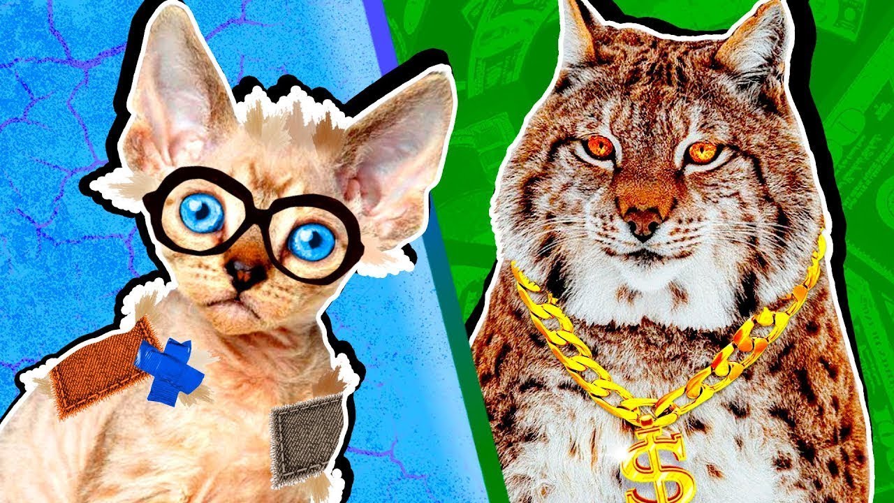 Богата КОТКА VS бедна КОТКА! Всяка КОТКА така! Смях за цялото семейство