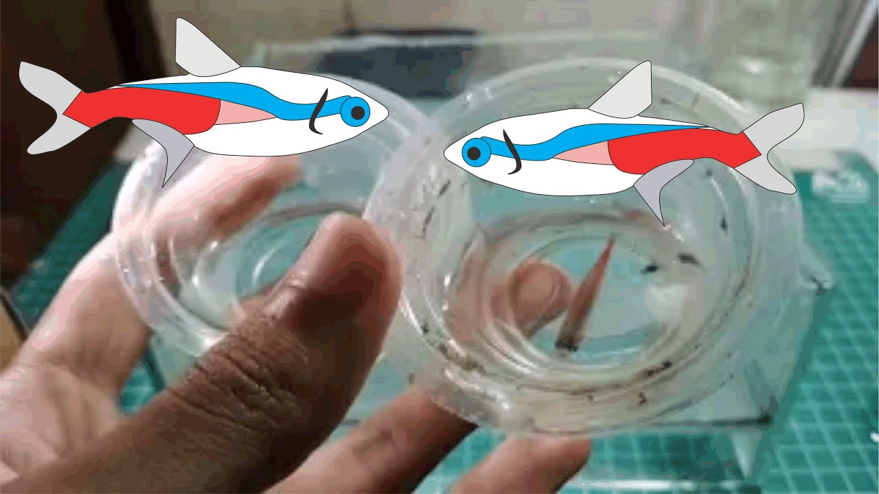 Breeding Neon tetra, easiest way getting the eggs »Aquarium Fish breeding Project
