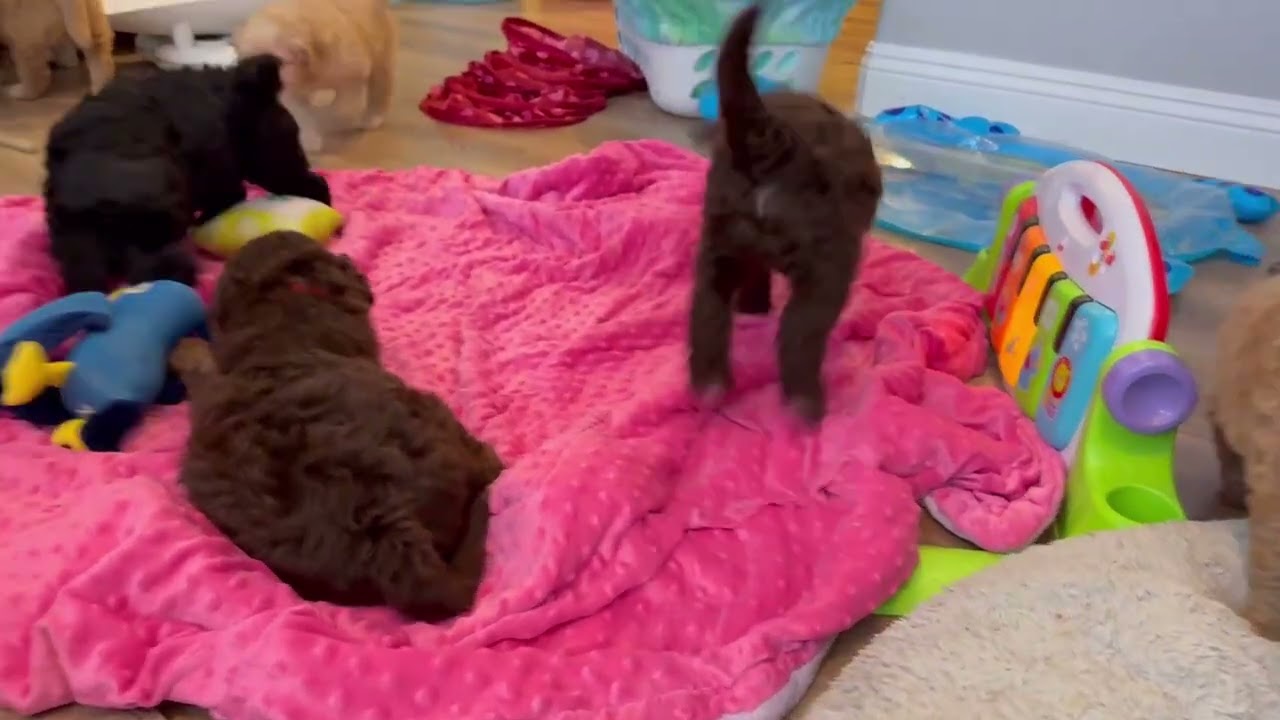 The Animals Play
