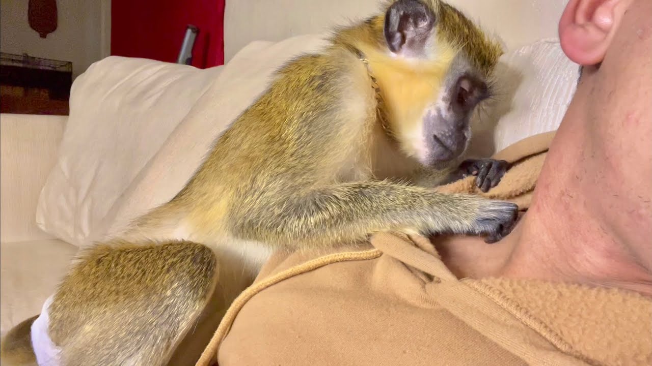 ASMR Monkey Grooming Primal Instinct Oddly Satisfying Mother Nature Relaxing