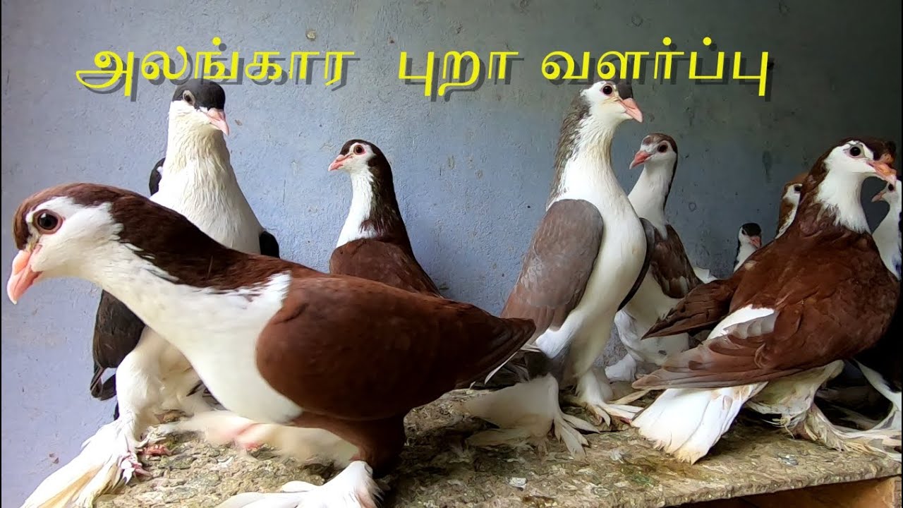 அலங்கார புறா வளர்ப்பு | Fancy Pigeon | A Visit to My Client Fancy Pigeon Loft