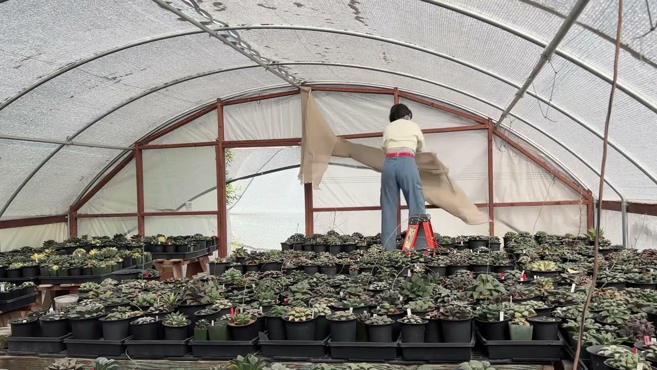 Adjusting Shade Level in My Greenhouse in Preparation for Winter