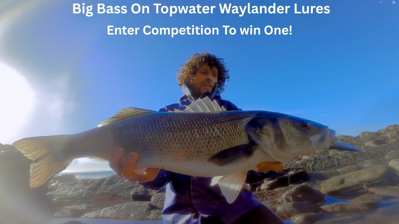 Big Bass Over Shallow Grounds - Waylander Lures vs Big Bass – Great Topwater Action With Comp