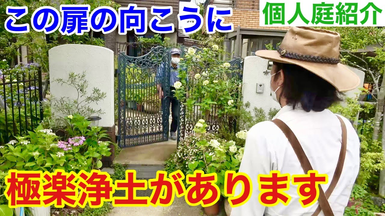 【生まれ変わったら】人々から紫陽花師匠と呼ばれる個人庭公開します　【カーメン君】【園芸】【ガーデニング】【初心者】【市川庭】