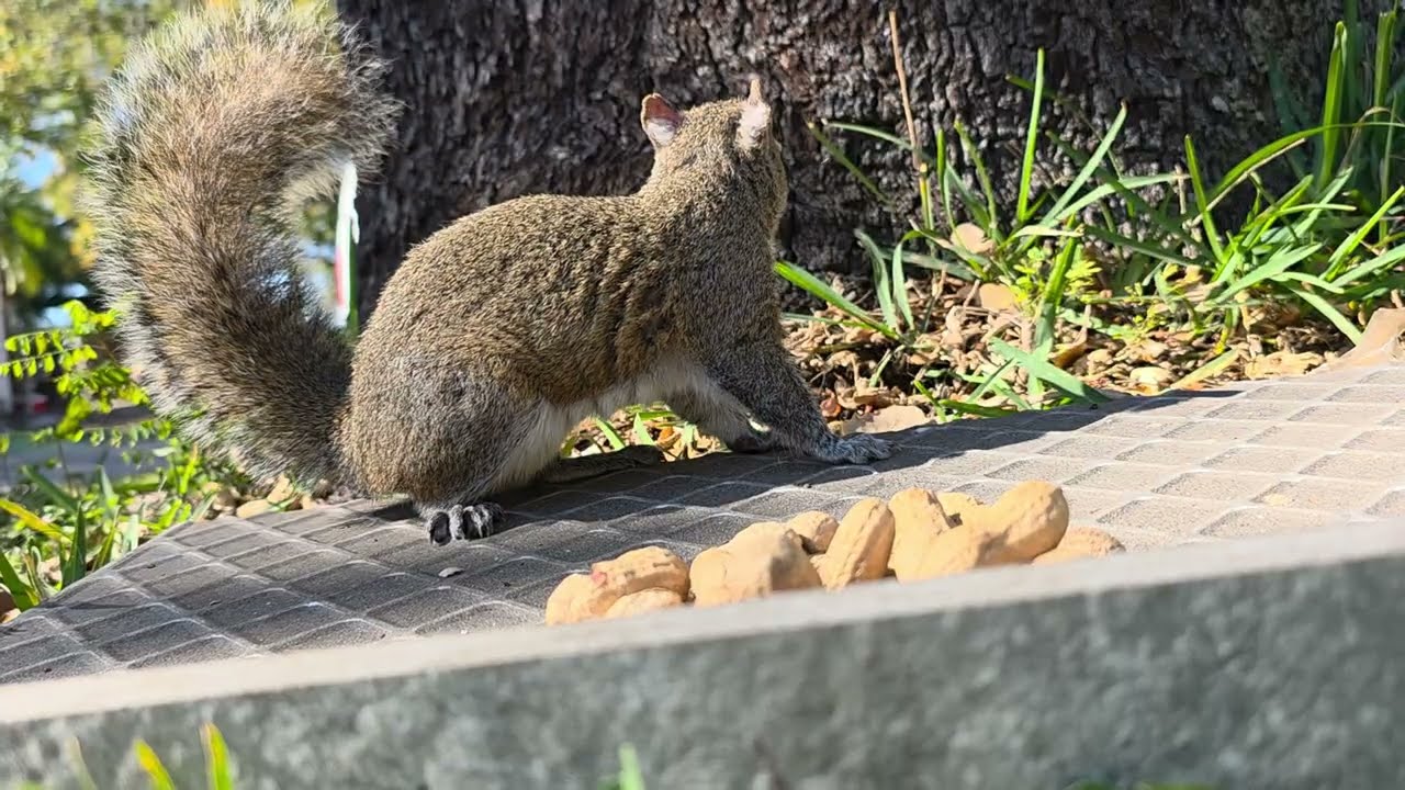 ALIMENTANDO MI GANADO 🤣🤣